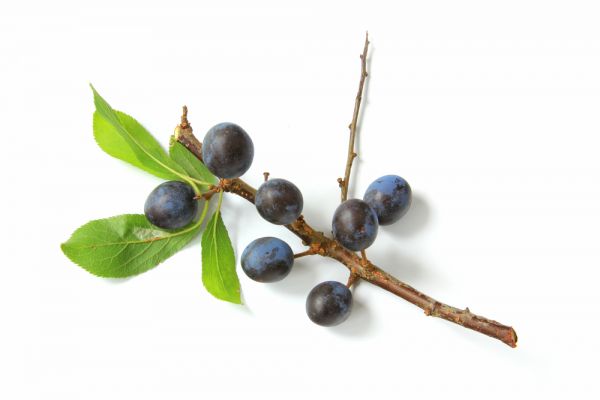 Aroma Schlehe